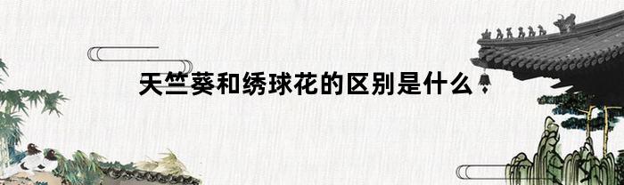 天竺葵和绣球花的区别是什么