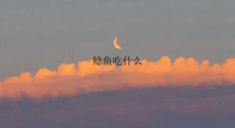 鲶鱼吃什么