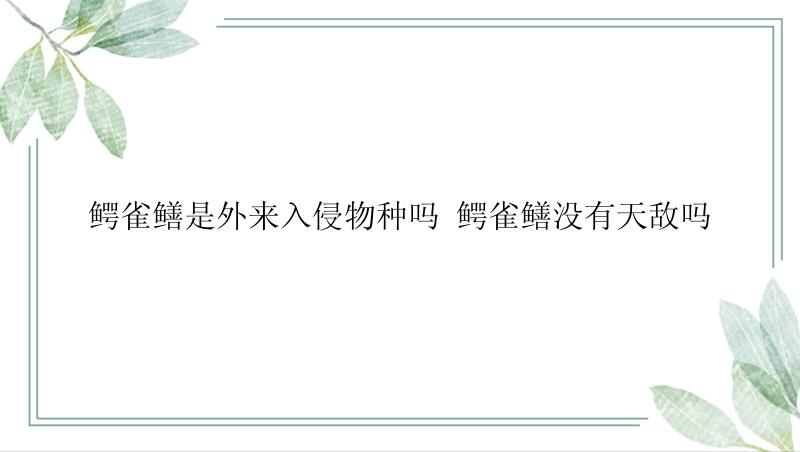 鳄雀鳝是外来入侵物种吗 鳄雀鳝没有天敌吗