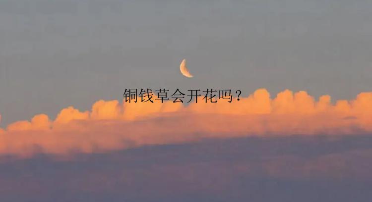 铜钱草会开花吗？