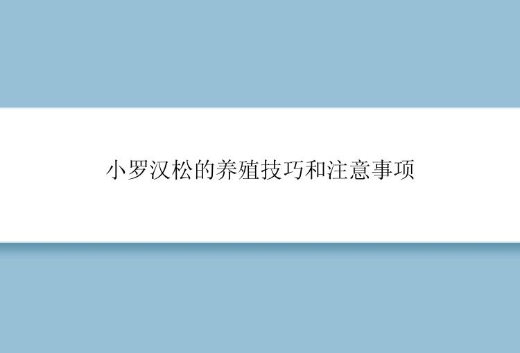 小罗汉松的养殖技巧和注意事项