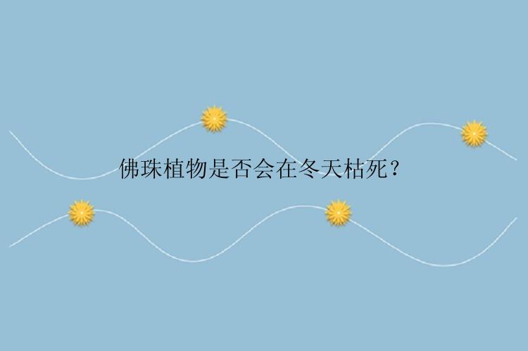 佛珠植物是否会在冬天枯死？