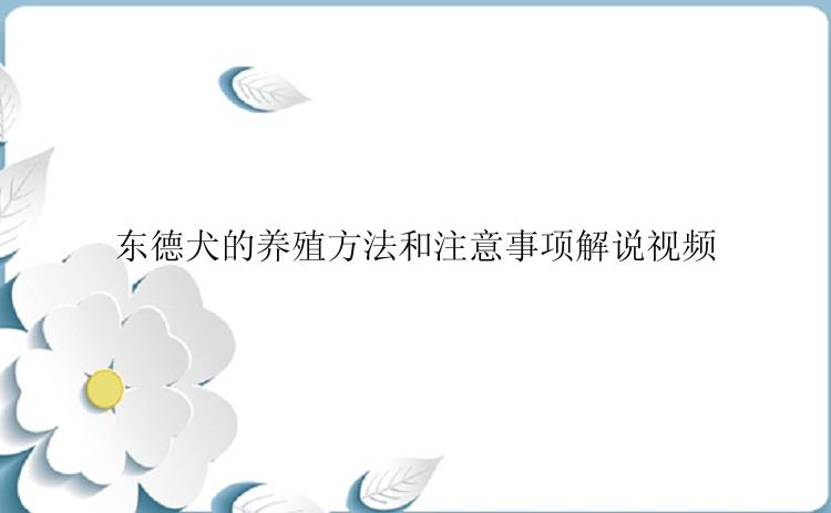 东德犬的养殖方法和注意事项解说视频