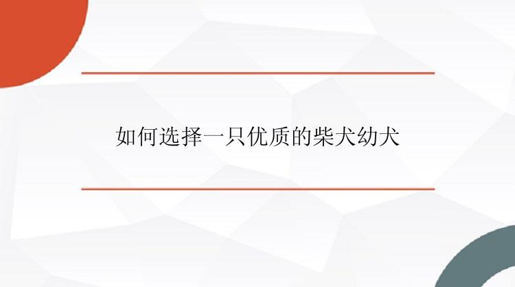 如何选择一只优质的柴犬幼犬