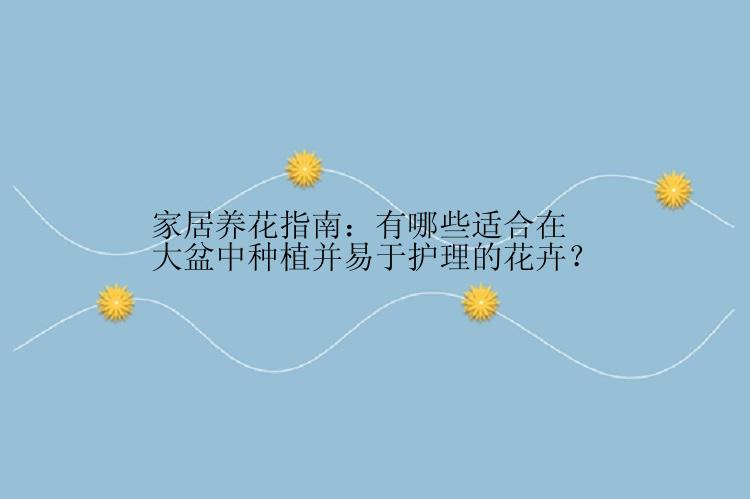 家居养花指南：有哪些适合在大盆中种植并易于护理的花卉？