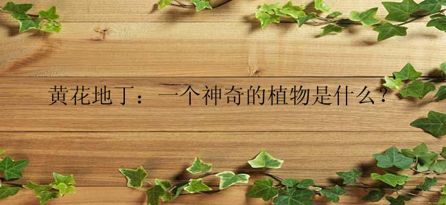 黄花地丁：一个神奇的植物是什么？