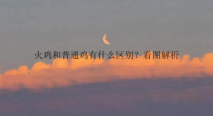 火鸡和普通鸡有什么区别？看图解析