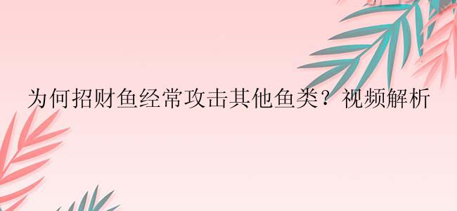 为何招财鱼经常攻击其他鱼类？视频解析