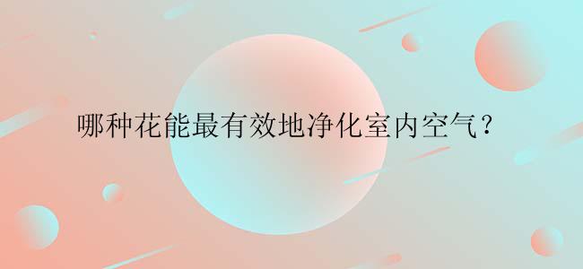 哪种花能最有效地净化室内空气？