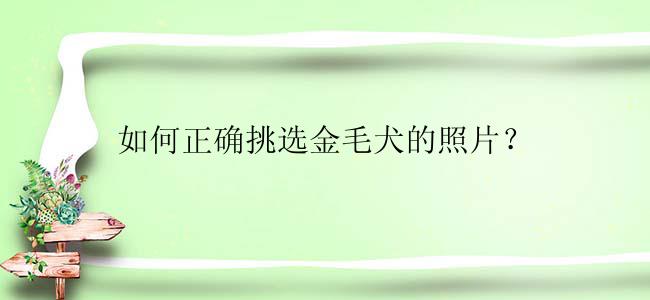 如何正确挑选金毛犬的照片？