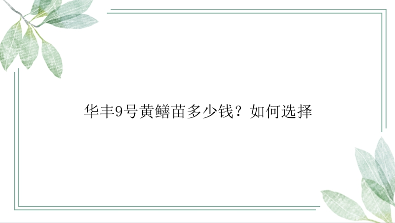 华丰9号黄鳝苗多少钱？如何选择