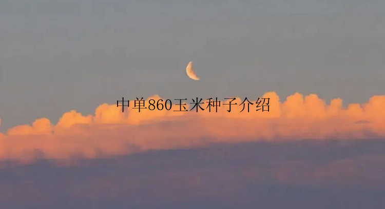 中单860玉米种子介绍