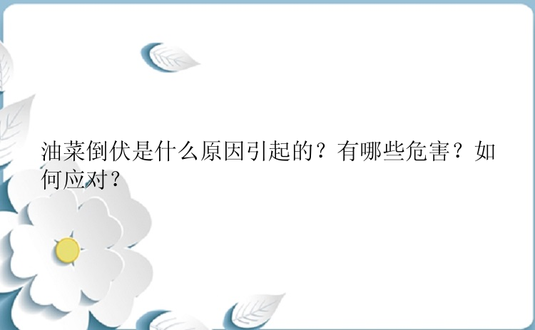 油菜倒伏是什么原因引起的？有哪些危害？如何应对？