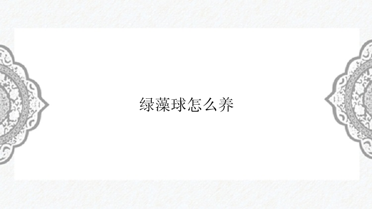 绿藻球怎么养