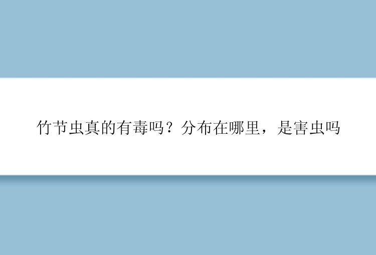 竹节虫真的有毒吗？分布在哪里，是害虫吗