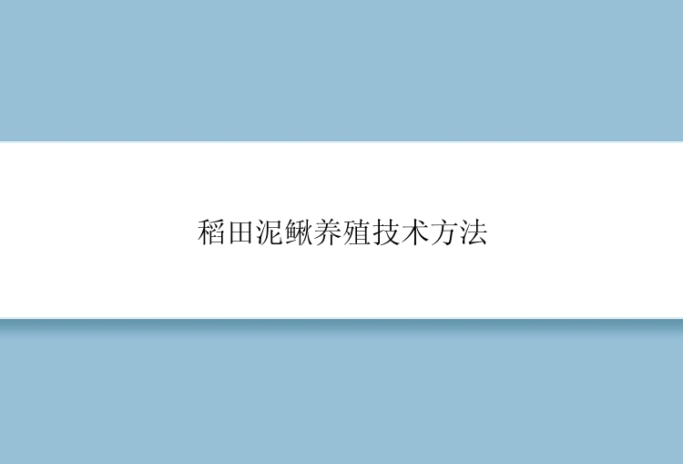 稻田泥鳅养殖技术方法