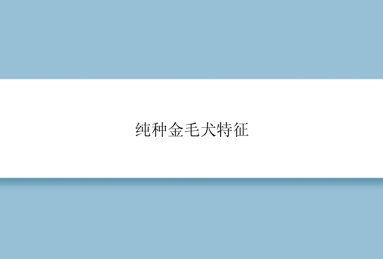 纯种金毛犬特征