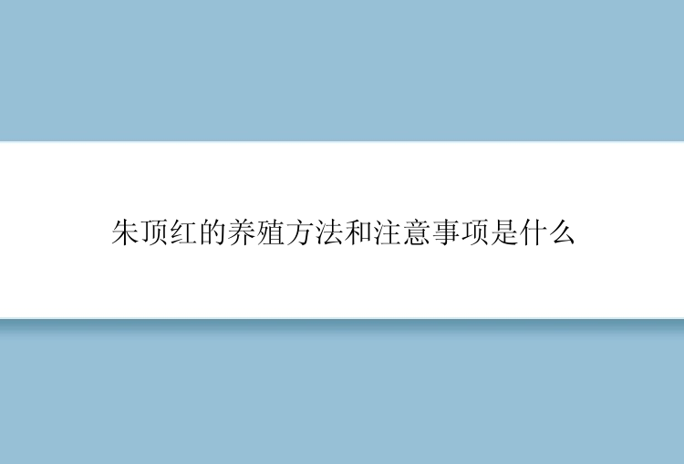 朱顶红的养殖方法和注意事项是什么