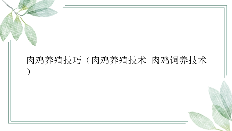 肉鸡养殖技巧（肉鸡养殖技术 肉鸡饲养技术）