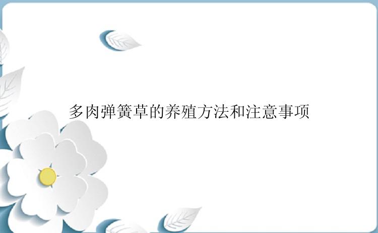 多肉弹簧草的养殖方法和注意事项