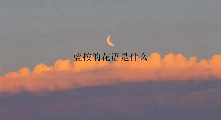 蓝桉的花语是什么