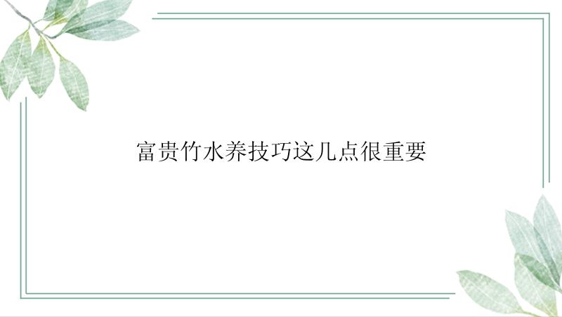 富贵竹水养技巧这几点很重要