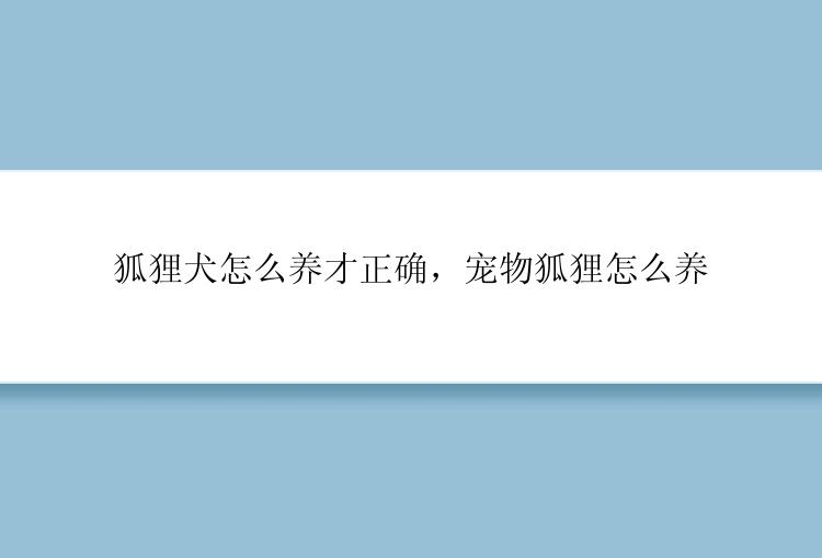 狐狸犬怎么养才正确，宠物狐狸怎么养