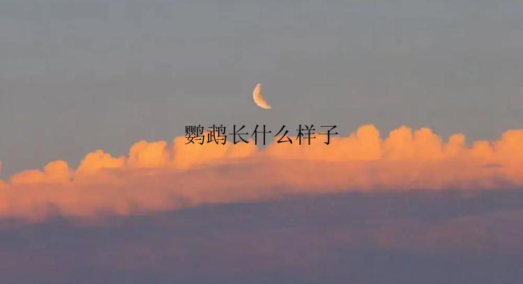 鹦鹉长什么样子