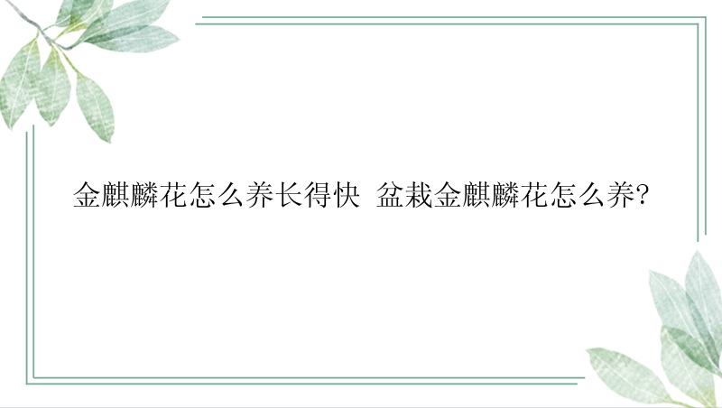 金麒麟花怎么养长得快 盆栽金麒麟花怎么养?