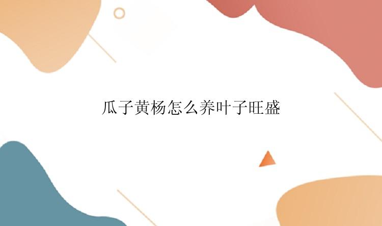 瓜子黄杨怎么养叶子旺盛