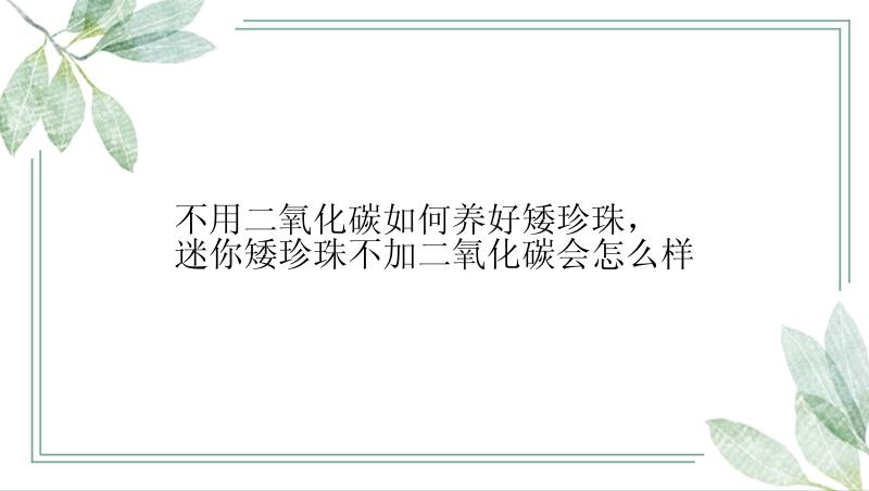 不用二氧化碳如何养好矮珍珠，迷你矮珍珠不加二氧化碳会怎么样