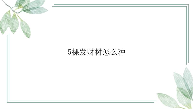 5棵发财树怎么种