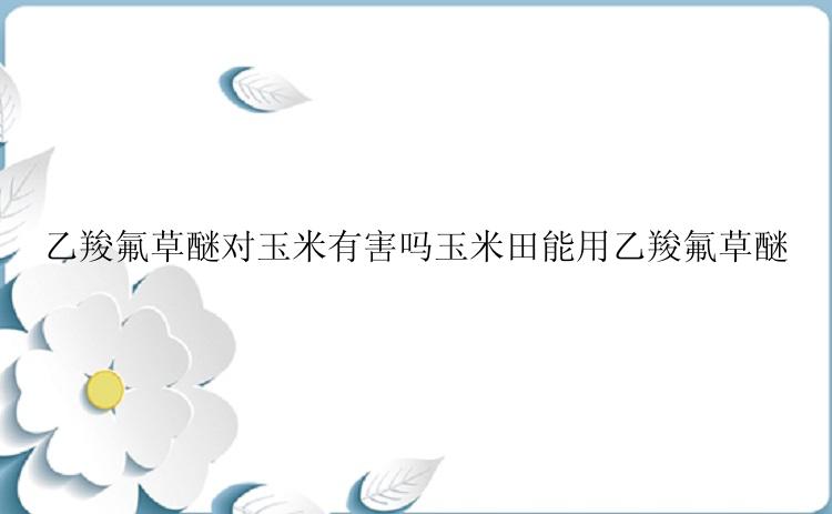 乙羧氟草醚对玉米有害吗玉米田能用乙羧氟草醚