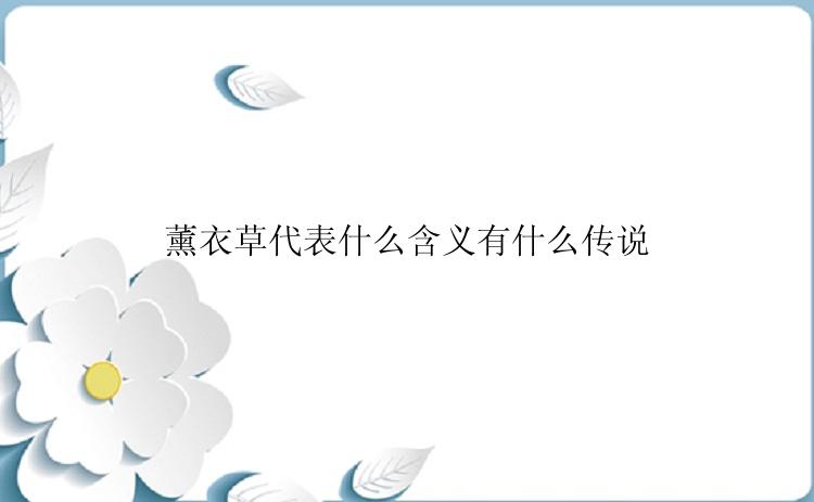 薰衣草代表什么含义有什么传说