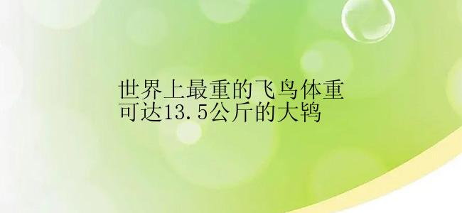 世界上最重的飞鸟体重可达13.5公斤的大鸨