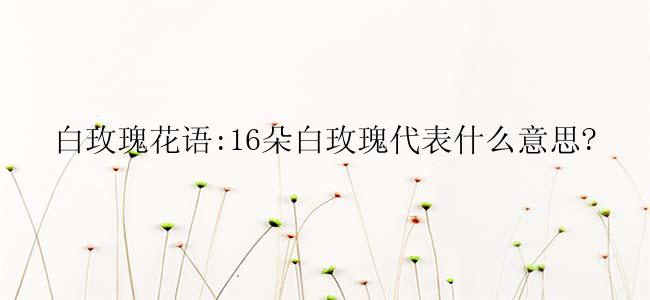 白玫瑰花语:16朵白玫瑰代表什么意思?