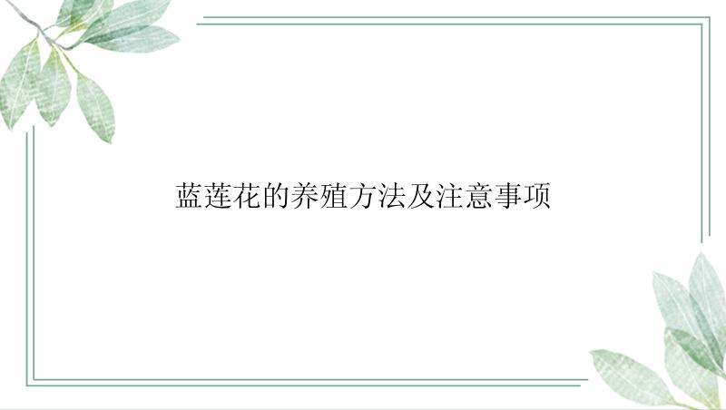 蓝莲花的养殖方法及注意事项