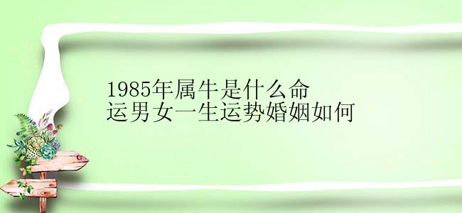 1985年属牛是什么命运男女一生运势婚姻如何