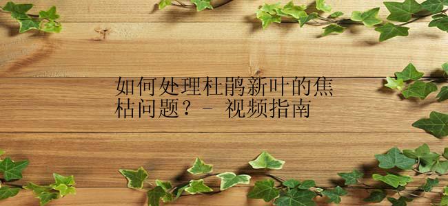 如何处理杜鹃新叶的焦枯问题？- 视频指南