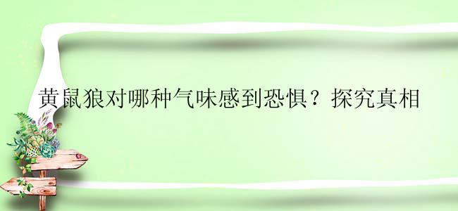 黄鼠狼对哪种气味感到恐惧？探究真相