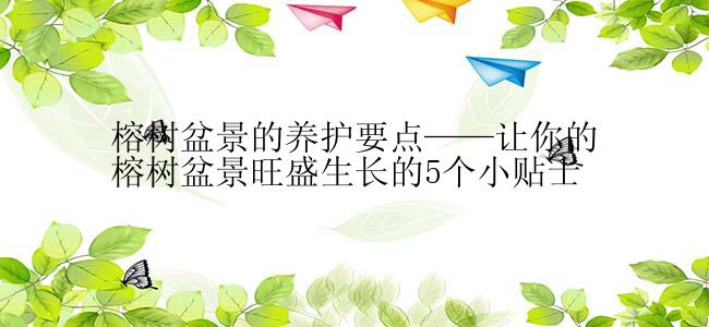 榕树盆景的养护要点——让你的榕树盆景旺盛生长的5个小贴士