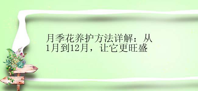 月季花养护方法详解：从1月到12月，让它更旺盛