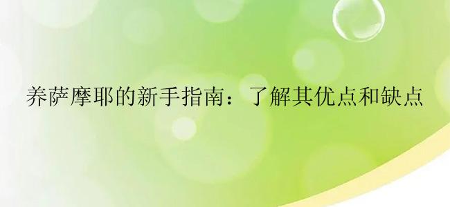 养萨摩耶的新手指南：了解其优点和缺点