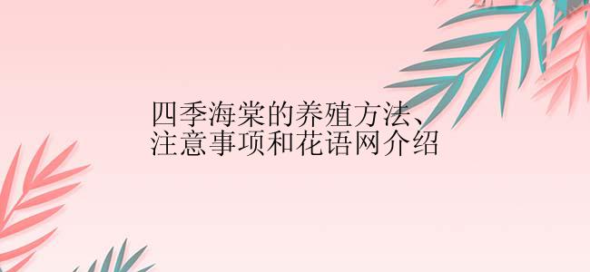 四季海棠的养殖方法、注意事项和花语网介绍