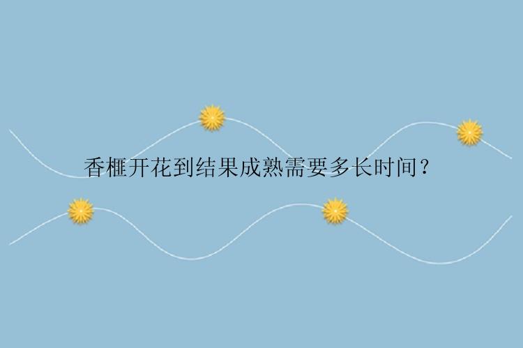 香榧开花到结果成熟需要多长时间？