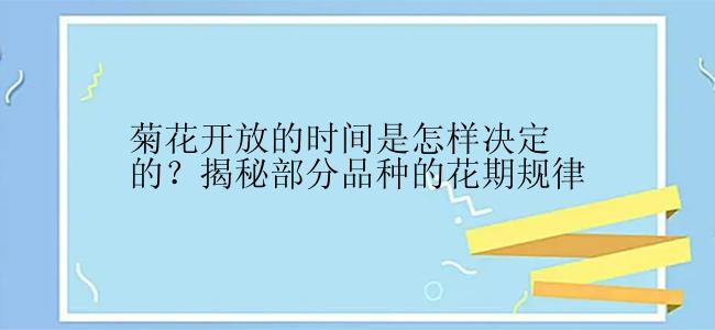 菊花开放的时间是怎样决定的？揭秘部分品种的花期规律