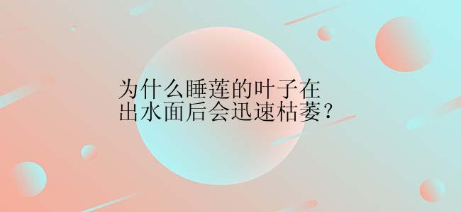 为什么睡莲的叶子在出水面后会迅速枯萎？