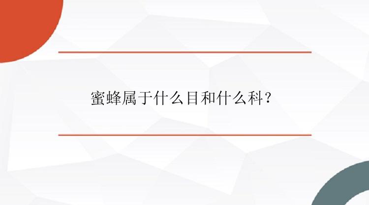 蜜蜂属于什么目和什么科？