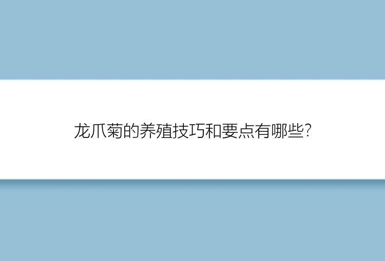 龙爪菊的养殖技巧和要点有哪些？