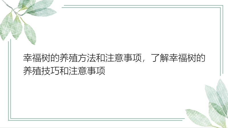 幸福树的养殖方法和注意事项，了解幸福树的养殖技巧和注意事项